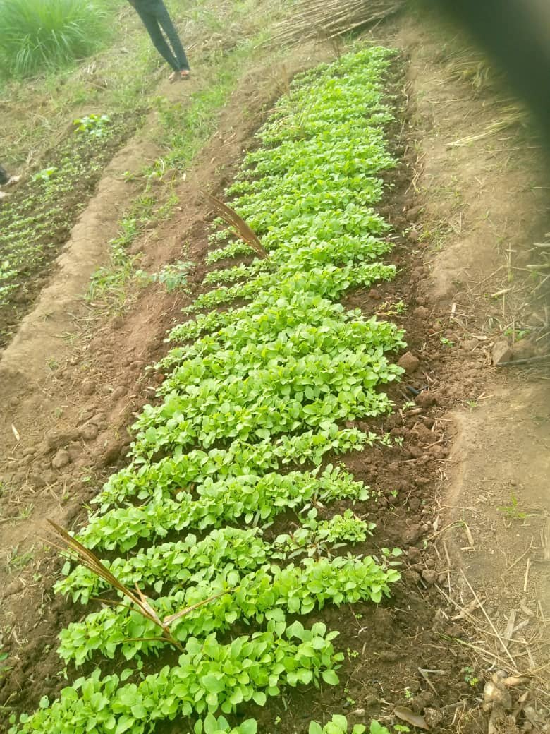 Formation agricole